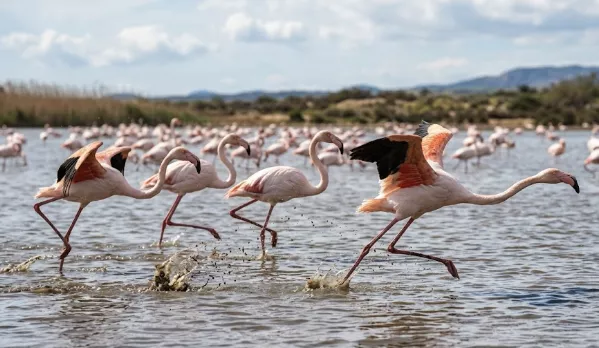 nombre del pájaro