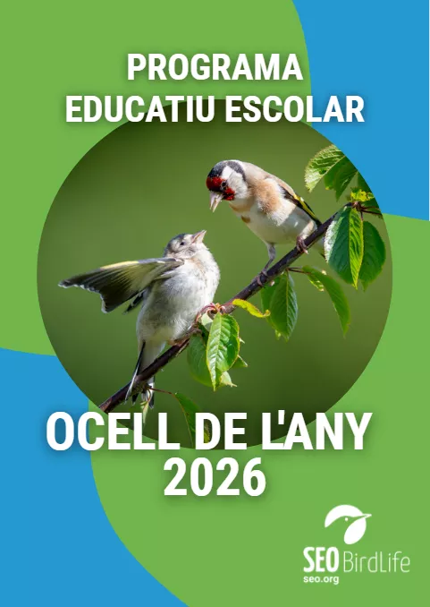 nombre del pájaro