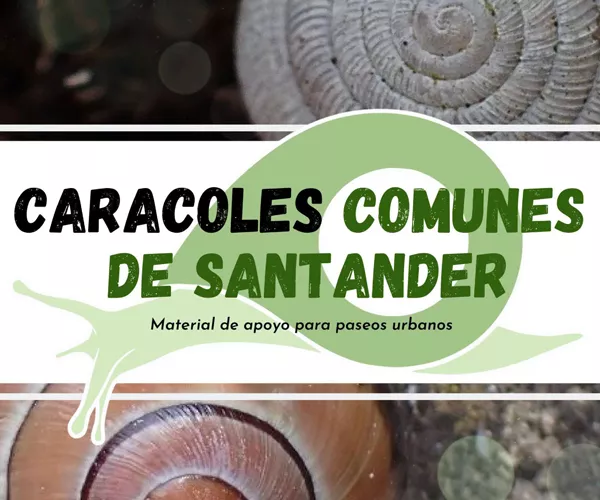 nombre del pájaro