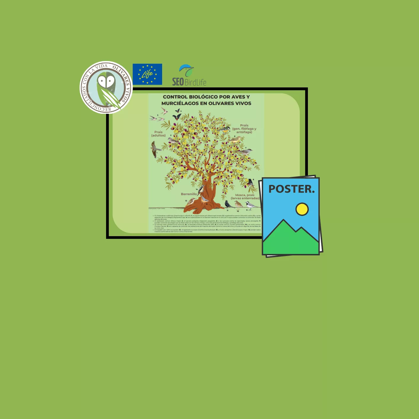 nombre del pájaro