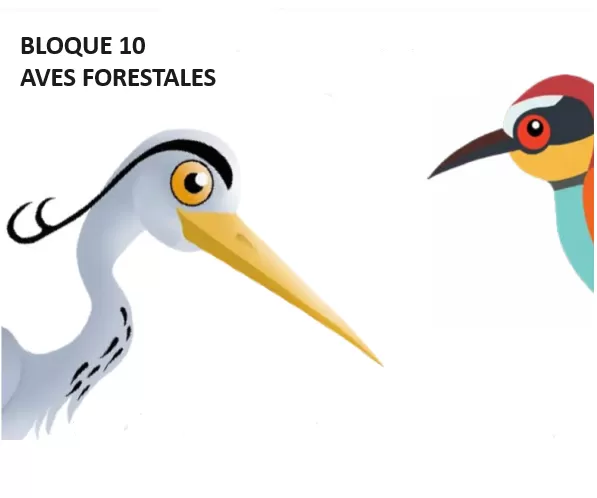 nombre del pájaro