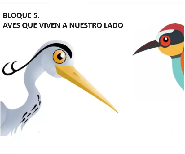 nombre del pájaro