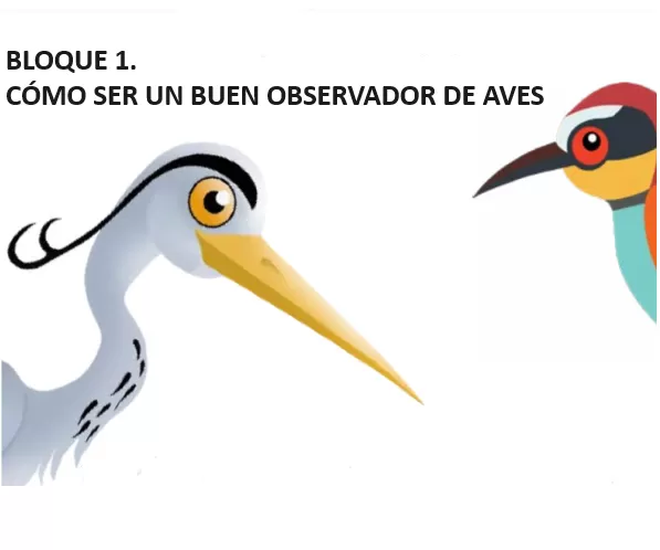 nombre del pájaro